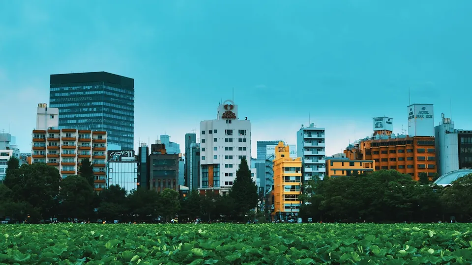 우에노 공원 연못의 연잎과 주변 시가지 전경